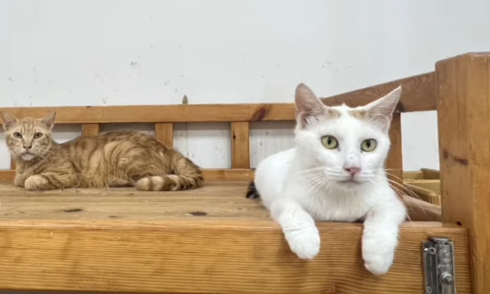 Two rescued cats rest together at Ping An A Fu