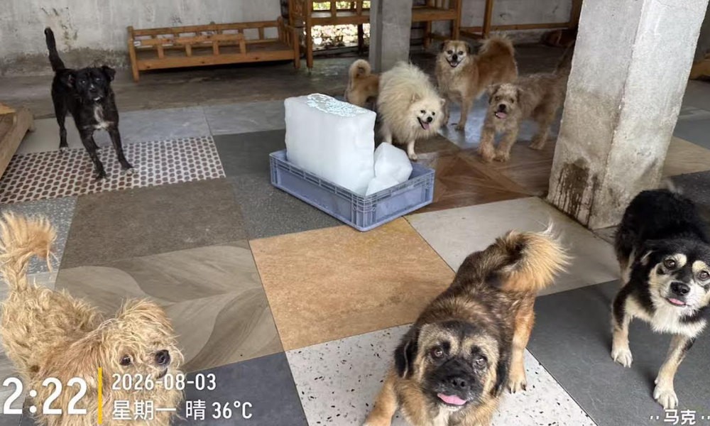 Rescued dogs gather beside a block of ice in a blue tray at Ping An A Fu
