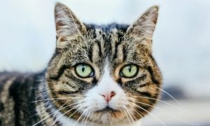 Close-up of a tabby cat with green eyes