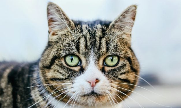 PETITION UPDATE: Strongest-Ever Animal Abuse Sentence in Virginia Given in Brutal Cat Torture Scheme