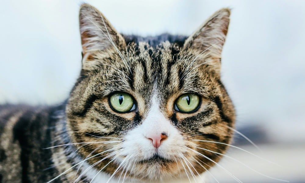 Close-up of a tabby cat with green eyes