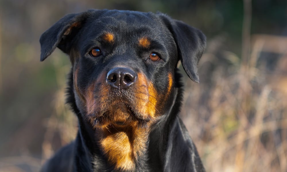 Close-up portrait of a Rottweiler outdoors