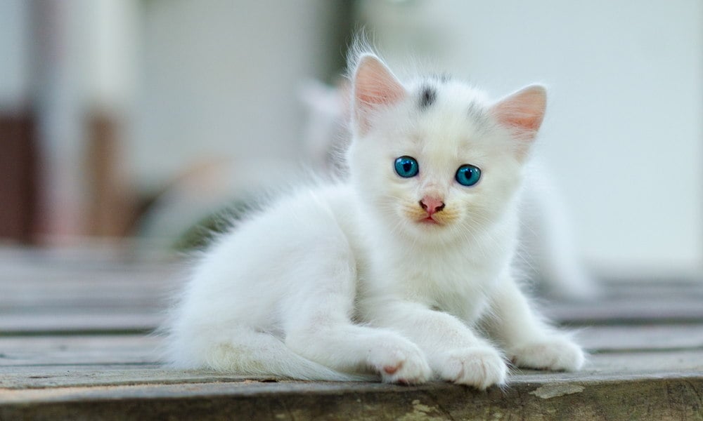 White kitten with blue eyes looking at the camera indoors