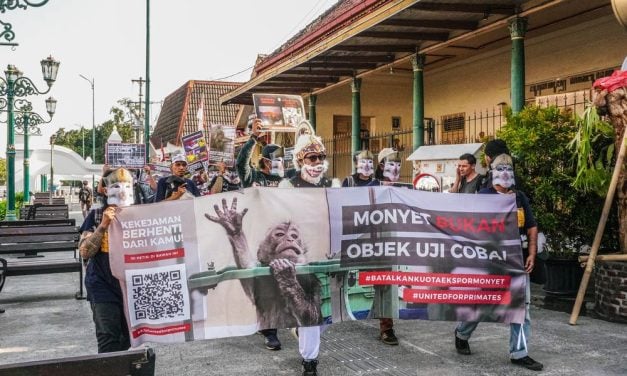 Your Voice Was Heard: 46,000+ People Stand Up for Indonesia’s Endangered Macaques