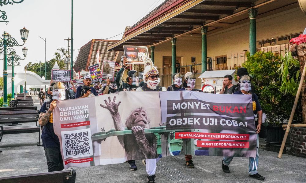 Advocates wearing macaque masks carry a banner during an International Primate Day march in Yogyakarta.