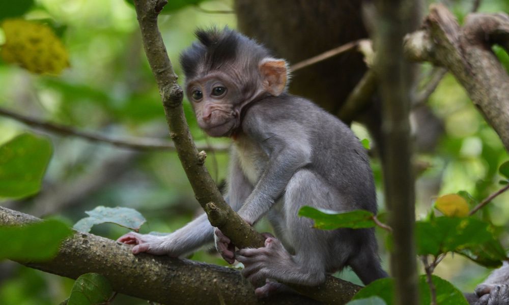 Baby Long-Tailed Macaque