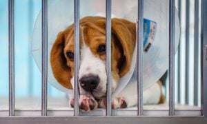 Beagle with e-collar in cage