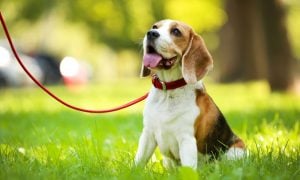 Beagle in park on leash, being trained