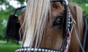 Close up of carriage horse