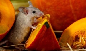 Cute mouse eating pumpkin