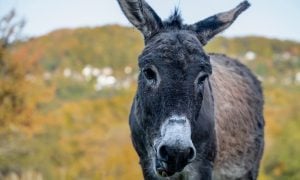 Donkey