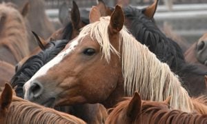 Wild horse in holding pen at BLM roundup