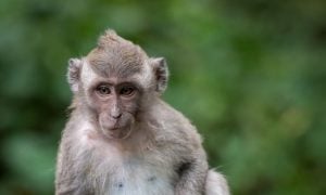 Long-tailed macaque