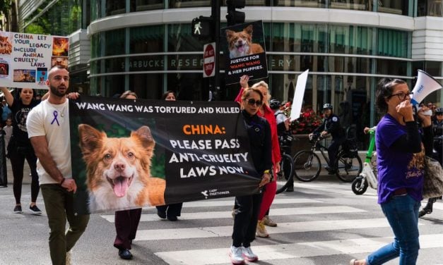 LFT Demonstrations Honor Wang Wang and Urge China to Pass Animal Cruelty Laws