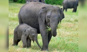Mom & baby elephant