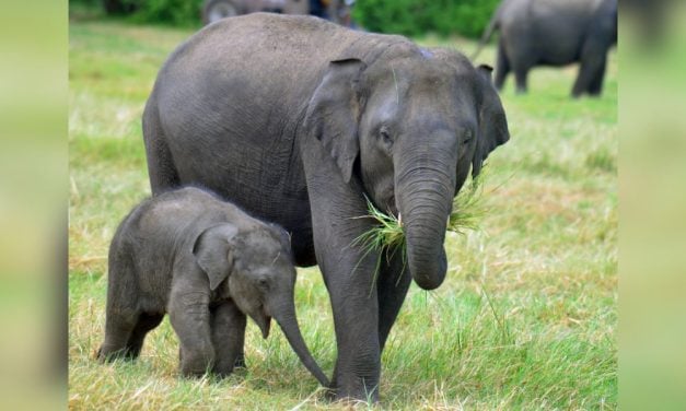 Baby Elephant Swept Away by River Rescued and Reunited With Mom