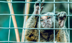 Monkey languishing in cage