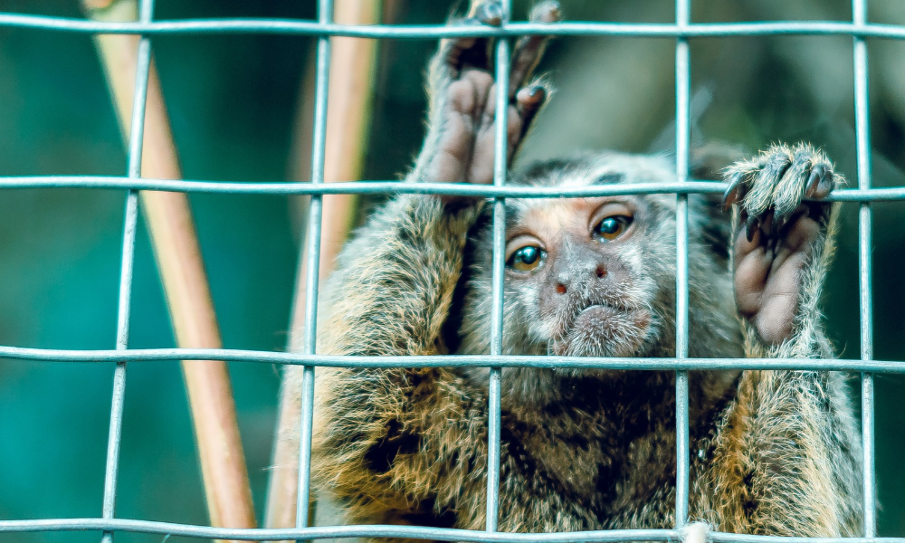 SIGN: Stop the USDA From Licensing Animal Abusers