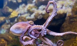 Octopus in ocean