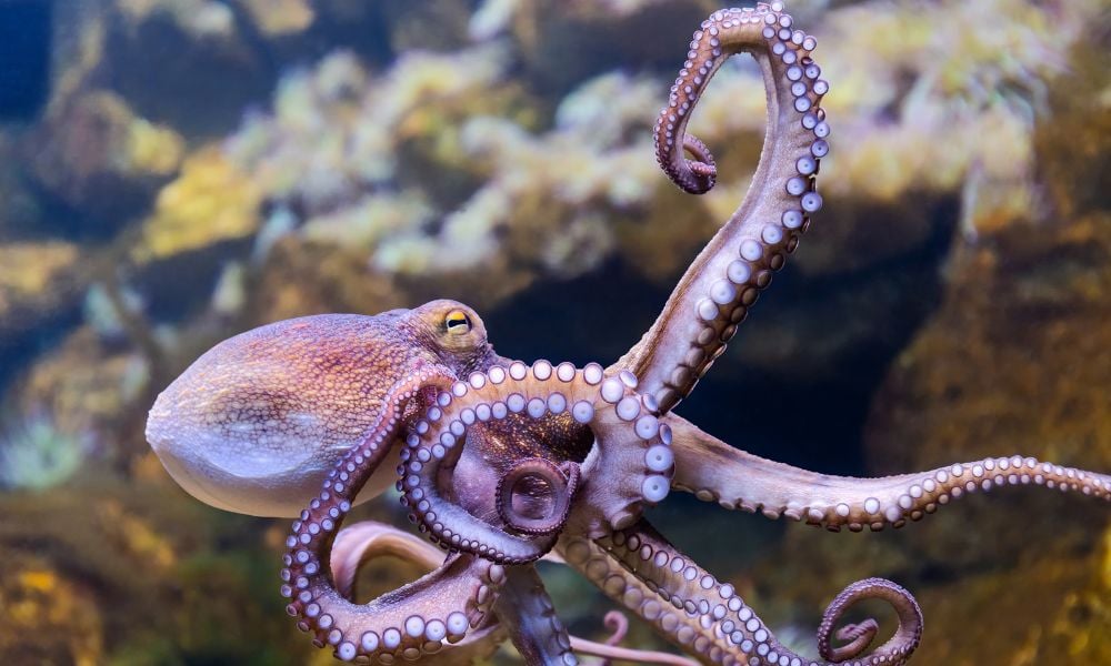 Octopus in ocean