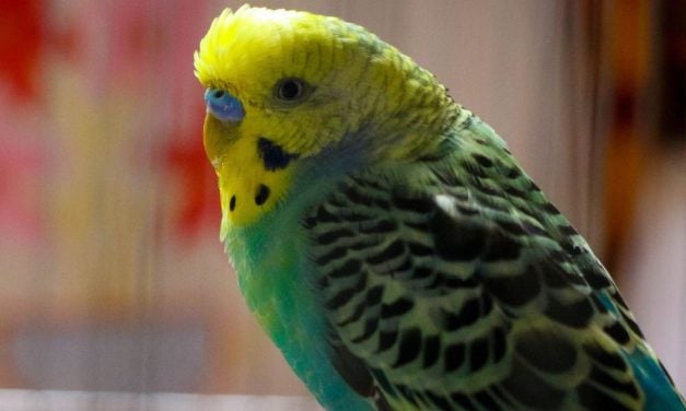 SIGN: Justice for 350+ Birds Allegedly Starved and Neglected in Pet Shop