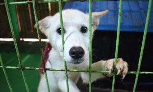 Rescued Puppy at Save Korean Dogs' Shelter