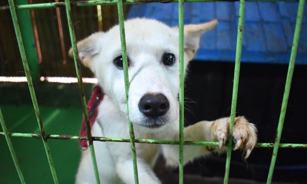 Rescued Puppy at Save Korean Dogs' Shelter