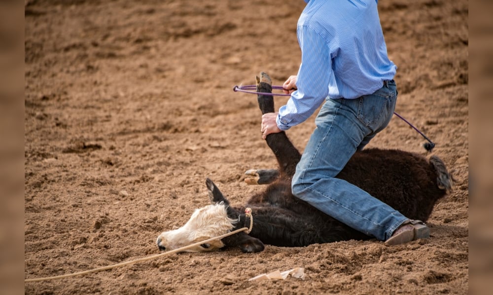 Rodeo cowboy kneeling on a baby cow roping their legs