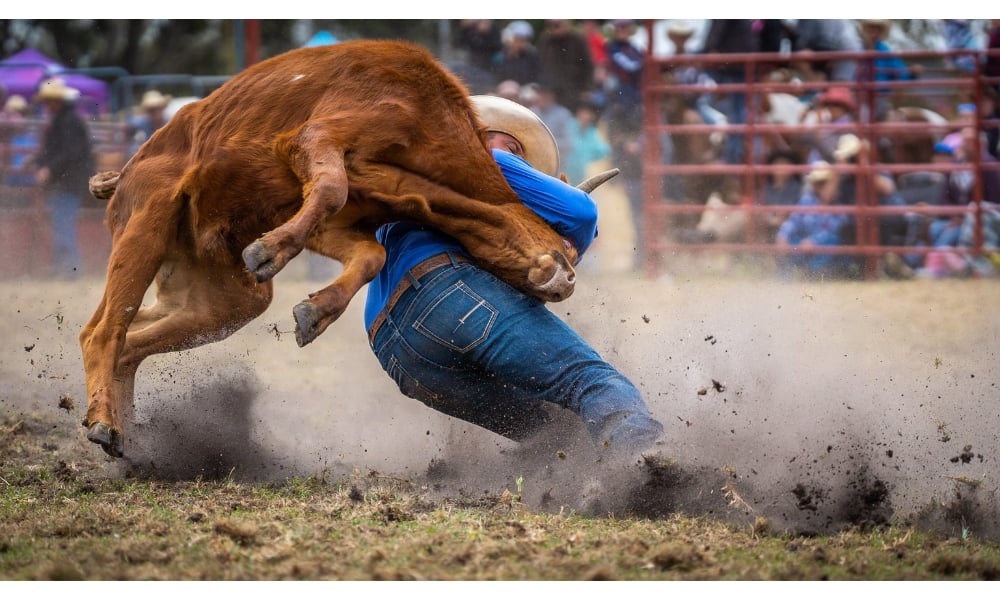 Rodeo cowboy twisting a bull's neck to the ground