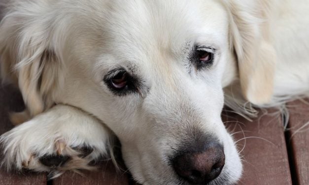 SIGN: Justice for Dog Cruelly Drowned With Cinder Blocks Zip-Tied to Their Legs