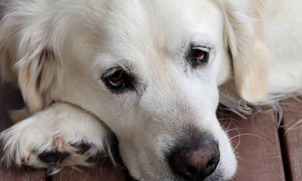 Sad dog