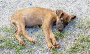 Sad, ill puppy laying in gravel