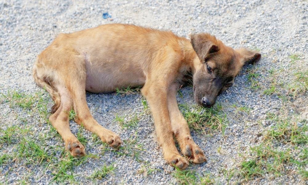 Sad, ill puppy laying in gravel