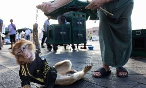Barbary macaque in clothing held by a chain around their neck in Jemaa el-Fna