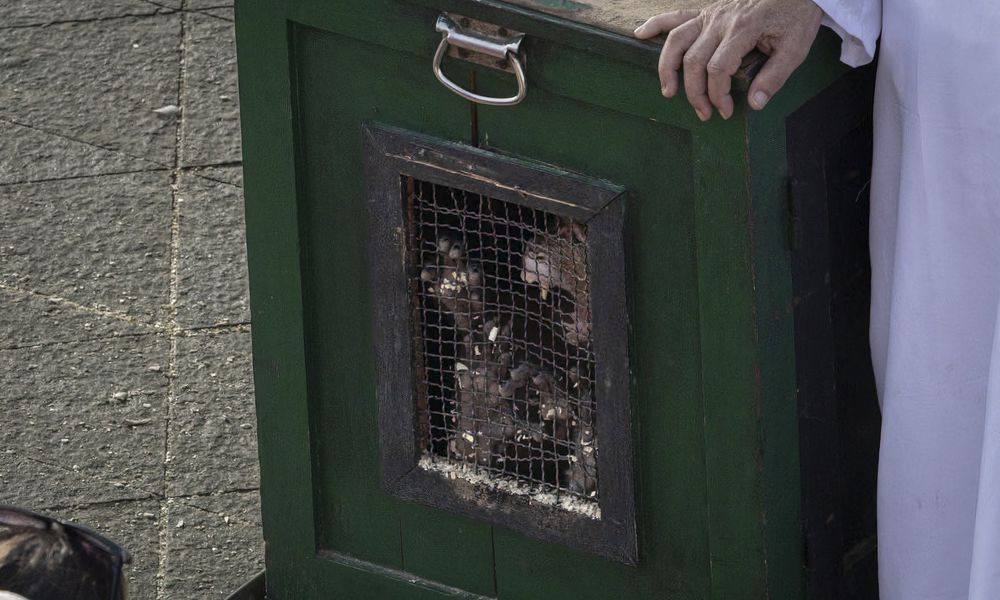 Barbary macaque behind a mesh-covered opening in a transport box