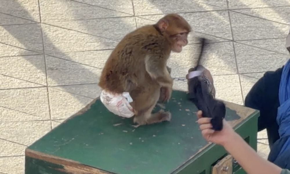 Barbary macaque on the ground as a handler hits them with a rag