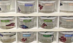 Rows of betta fish held individually in clear display cups