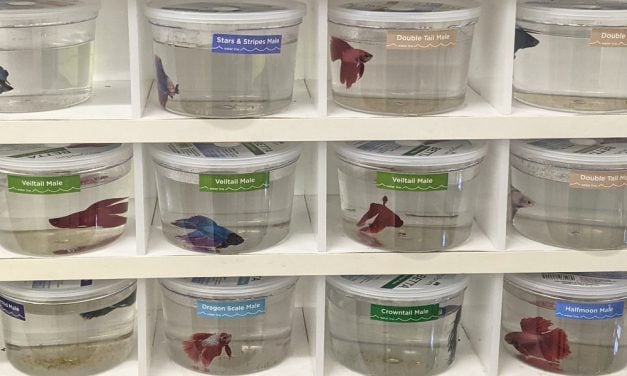 Stop Cruelly Keeping Betta Fish in Tiny Cups, Campaign Urges