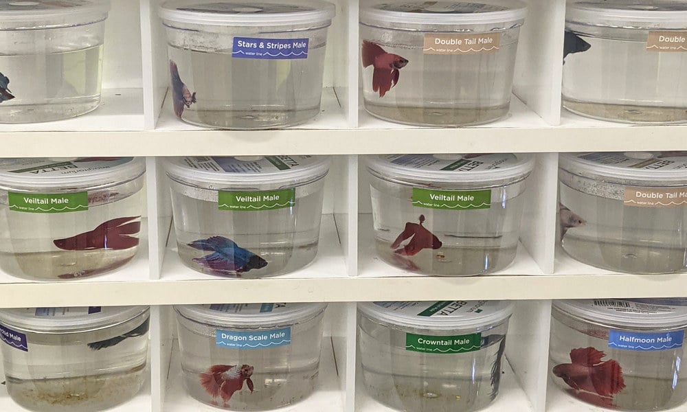 Rows of betta fish held individually in clear display cups
