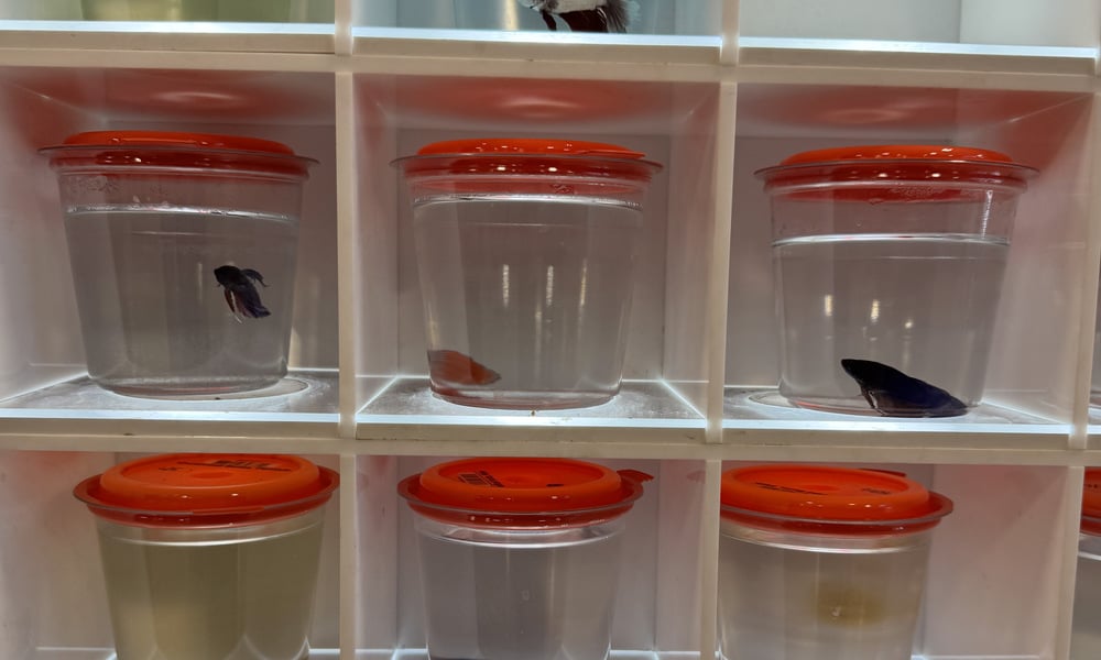 Betta fish in clear cups with colored lids on display shelves.