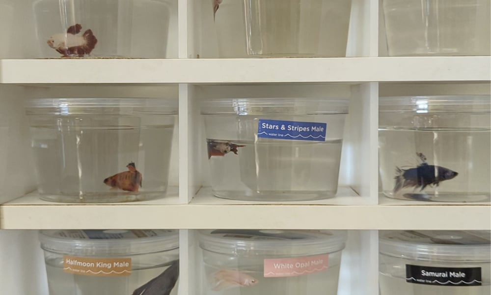 Betta fish in separate cups on store shelves.