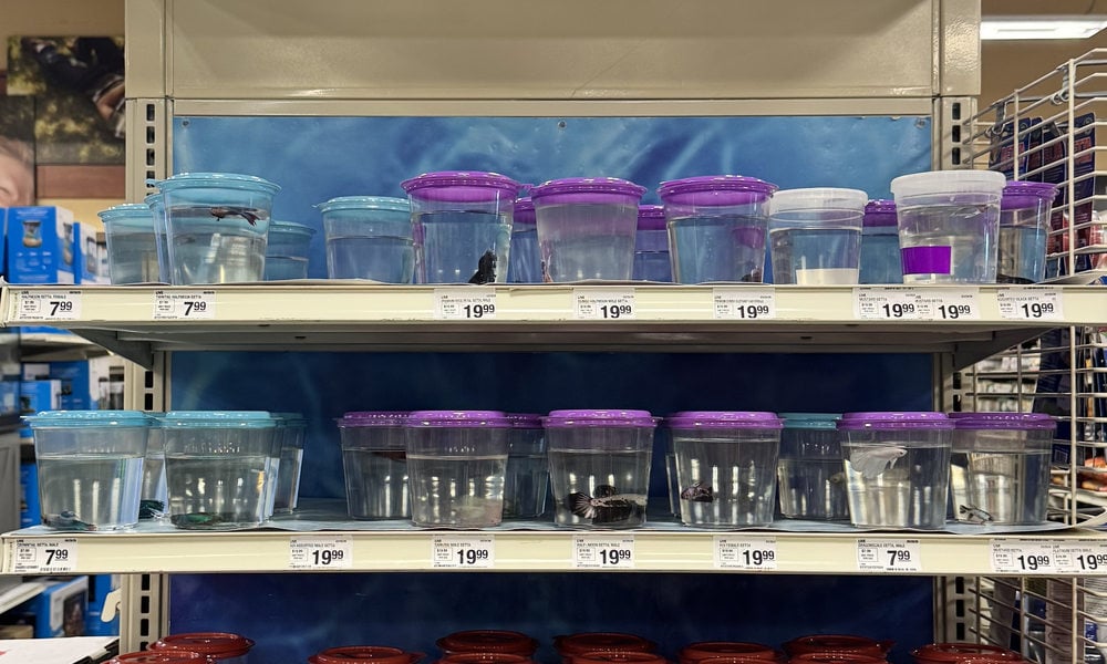 Rows of betta fish cups on a retail display.