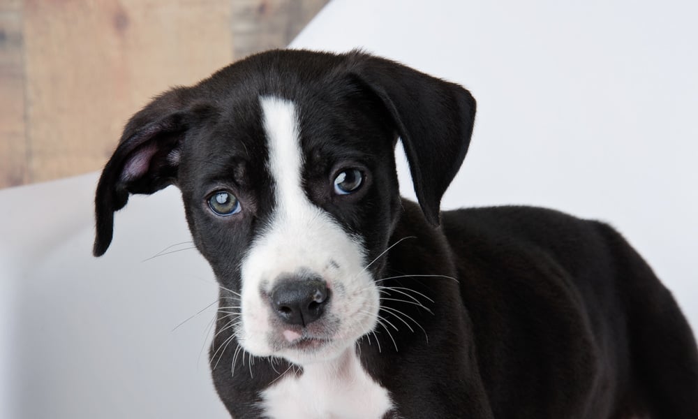 SIGN: Justice for 9-Week-Old Puppy Allegedly Lured With Food and Intentionally Run Over