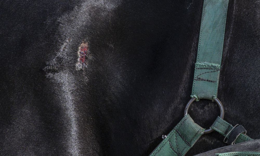 Close view of a wound on a carriage horse