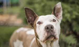 Brown-and-white dog with upright ears looking at the camera against a softly blurred green outdoor background.