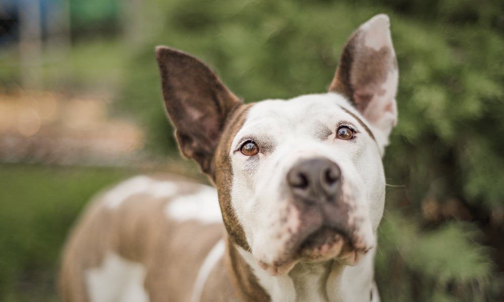Brown-and-white dog with upright ears looking at the camera against a softly blurred green outdoor background.