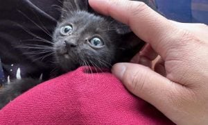 Friday Shadow, a tiny black kitten, looks up as a hand gently rests on his head