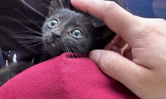 Family Adopts Tiny Kitten Found Hitching a Ride in Wheel Well of Their Car