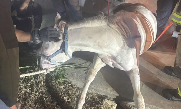 Horse Wedged in Drainage Ditch Lifted to Safety With Fire Hose