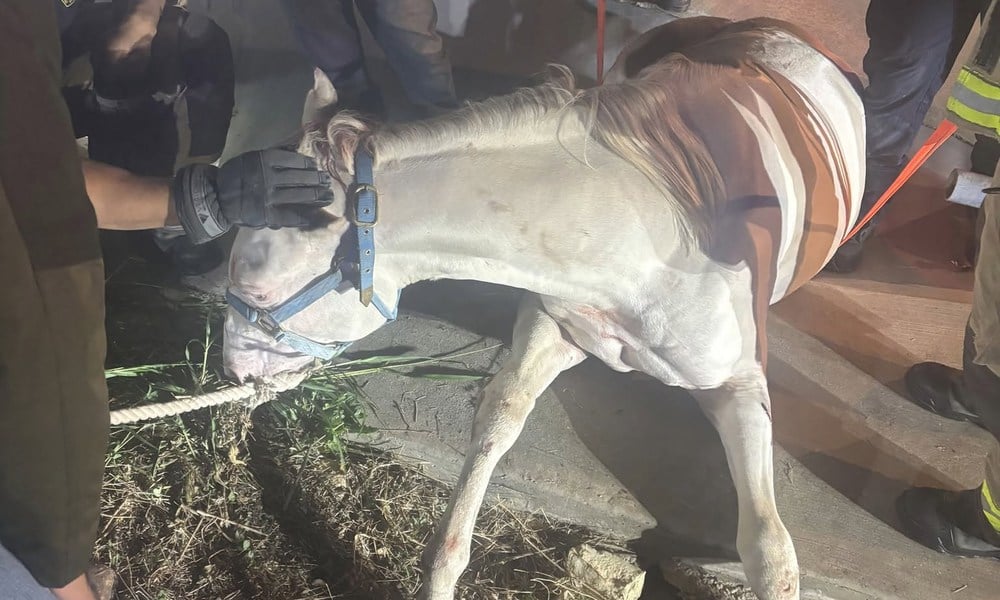 A white horse wearing a blue halter lies in a concrete drainage ditch as rescuers help